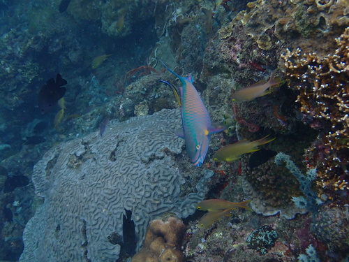 Scarus tricolor observed 2026-07-28