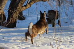 Odocoileus virginianus borealis