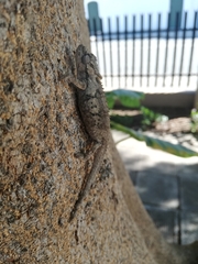 Bradypodion ventrale