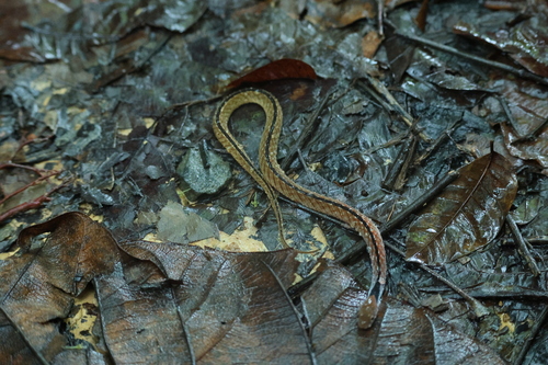Rhabdophis rhodomelas, 2026-07-22