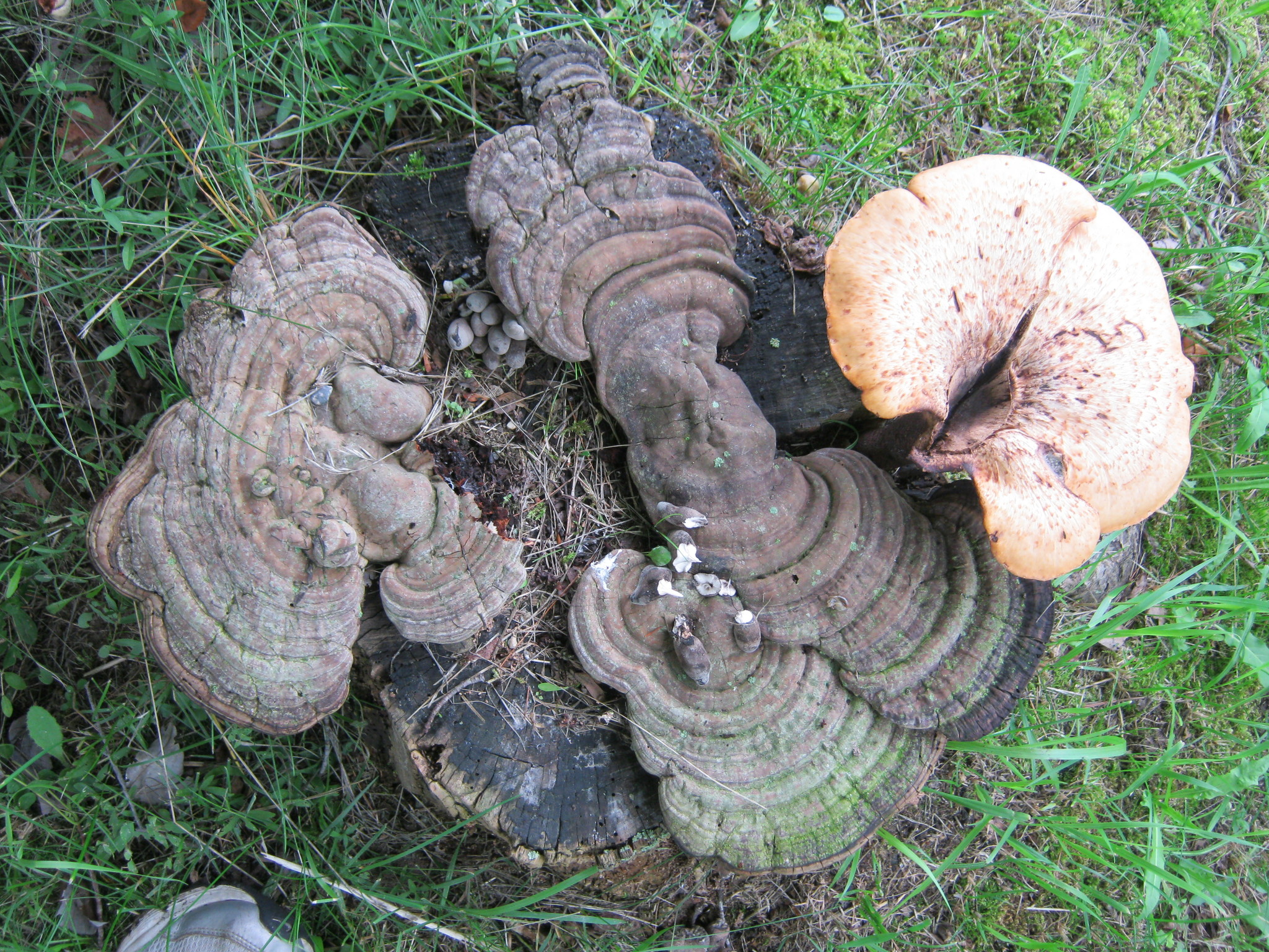 Xylaria polymorpha image