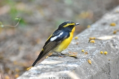 Ficedula