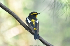 Ficedula