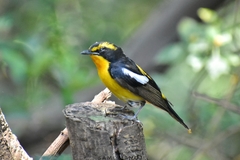 Ficedula
