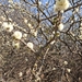 Acacia mellifera