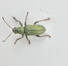 Pachyrhinus lethierryi
