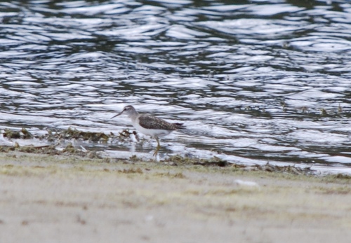 iNaturalist image