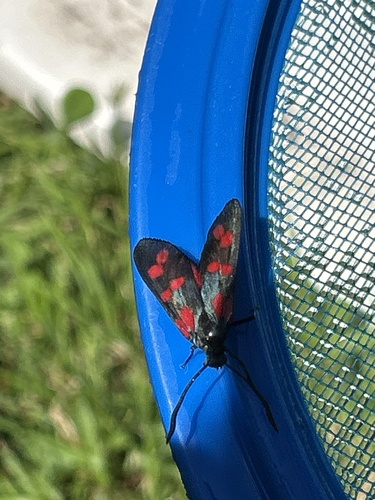Six-spot Burnet