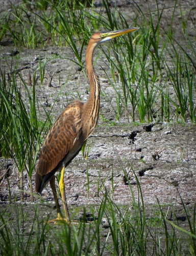 iNaturalist image