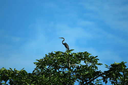 iNaturalist image