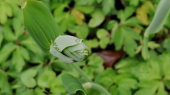 Polygonatum odoratum