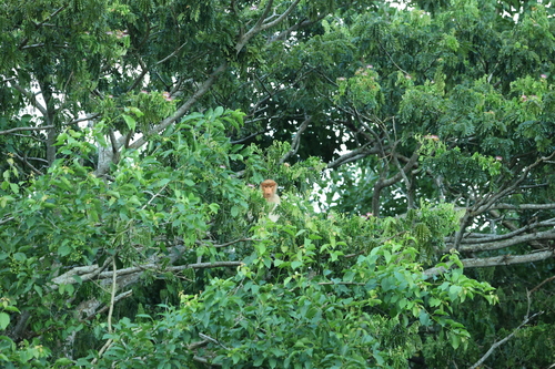 Proboscis Monkey
