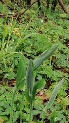 Polygonatum odoratum