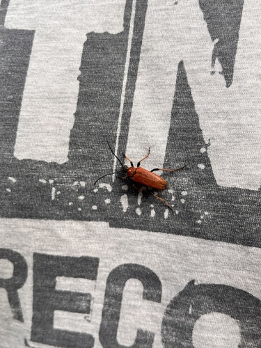 Red Pine Longhorn Beetle