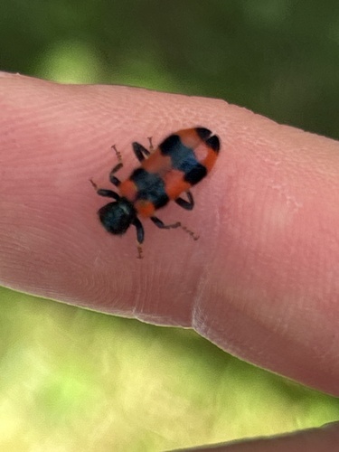 Bee-eating Beetle