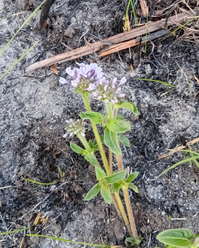 Pentanisia prunelloides, photograph 2