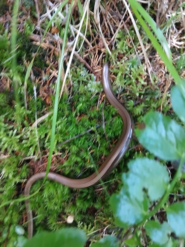 Eastern Slowworm