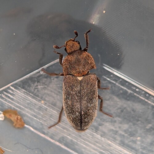 Dermestes gyllenhalii
