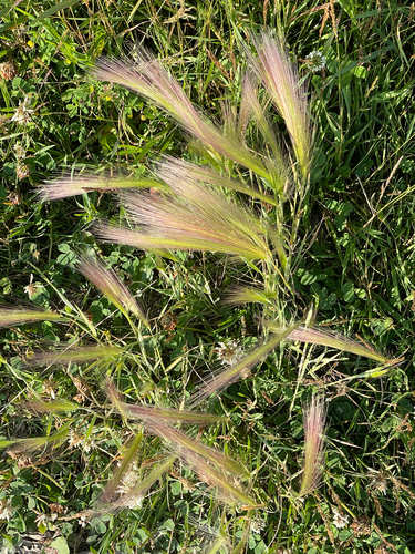 Foxtail Barley