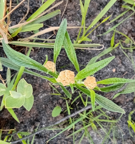 Helichrysum nudifolium, photograph 1