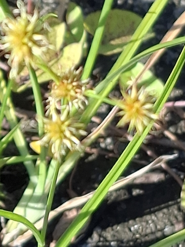 Rhynchospora holoschoenoides observed 2026-07-28