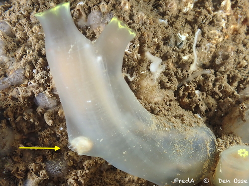 Musculus subpictus observed 2026-07-03