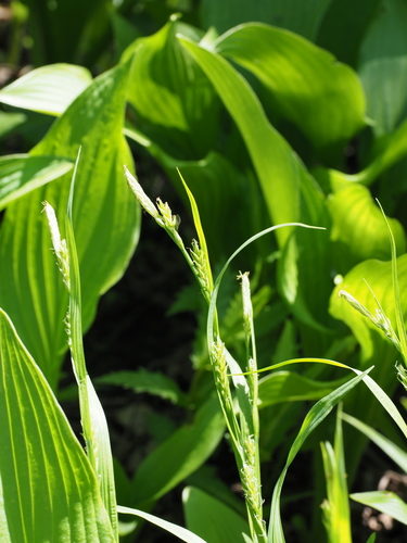 Carex parciflora iNat (2)