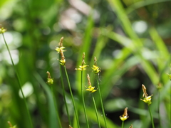 Carex capillacea