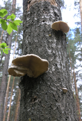 Pleurotus calyptratus