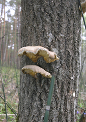 Pleurotus calyptratus