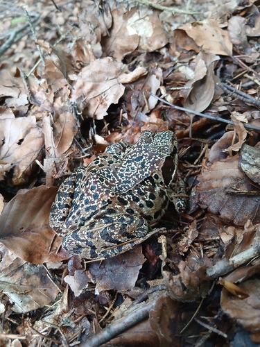 European Common Frog