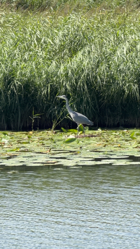 iNaturalist image
