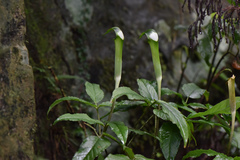 Arisaema grapsospadix
