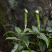 Arisaema grapsospadix - Photo (c) Cheng-Tao Lin, some rights reserved (CC BY), uploaded by Cheng-Tao Lin