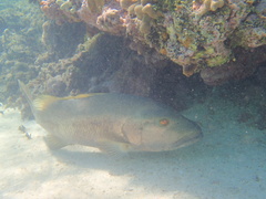 Lutjanus cyanopterus