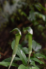 Arisaema grapsospadix