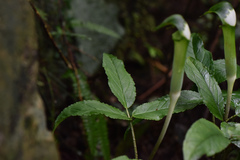Arisaema grapsospadix