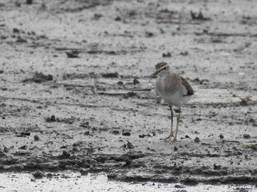 iNaturalist image