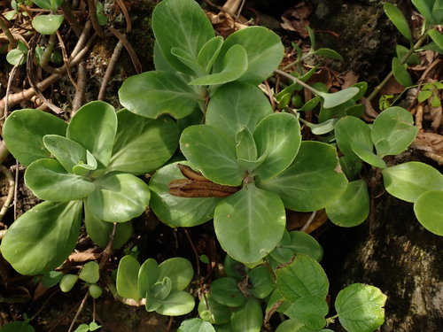 Kalanchoe tashiroi, photograph 3