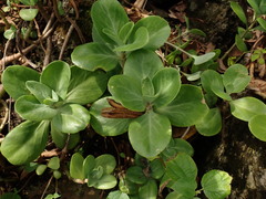 chiuluan, CC BY, iNaturalist via GBIF Kalanchoe tashiroi, photograph chiuluan, CC BY, iNaturalist via GBIF