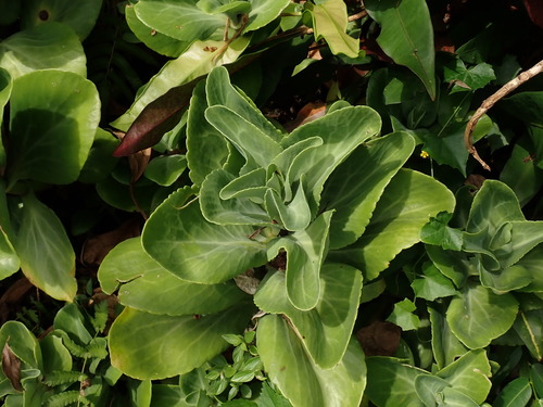 Kalanchoe tashiroi, photograph 4