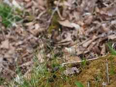 Carex rara rara