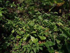 Kalanchoe tashiroi, photograph chiuluan, CC BY, iNaturalist via GBIF