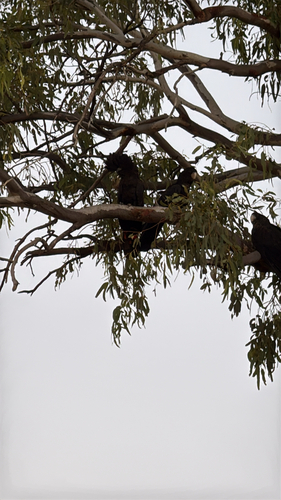 Red-tailed Black Cockatoo