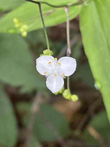 Gibasis pellucida, photograph 4