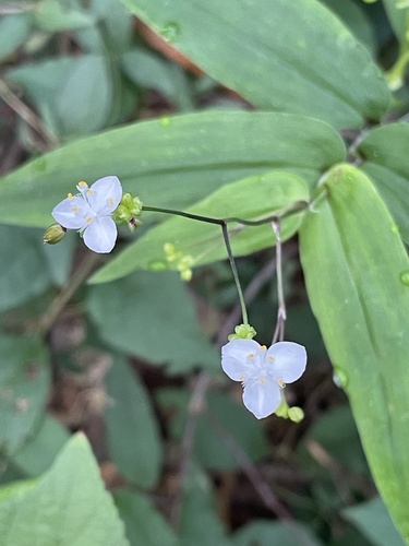Gibasis pellucida, photograph 5