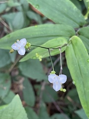 Gibasis pellucida, photograph author not stated, no rights reserved