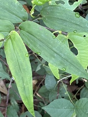 Gibasis pellucida, photograph author not stated, no rights reserved
