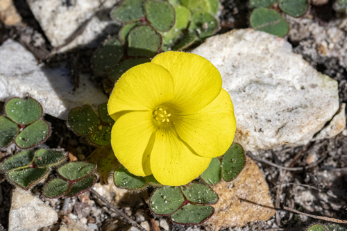 Oxalis luteola, photograph 6