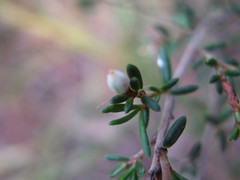 Cryptandra tomentosa